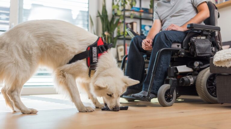 Service Dogs and VA Disability Compensation: What You Need to Know