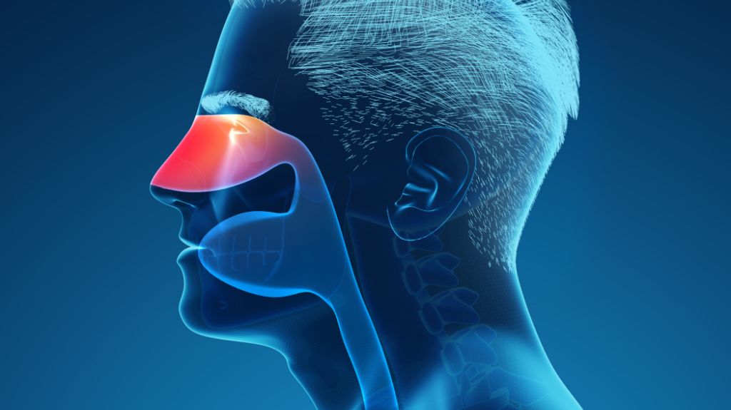 Diagram of Man with Inflamed Nasal Passages